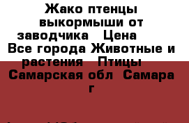 Жако птенцы выкормыши от заводчика › Цена ­ 1 - Все города Животные и растения » Птицы   . Самарская обл.,Самара г.